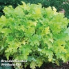Heuchera 