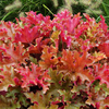 Heuchera 