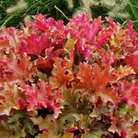 Heuchera 