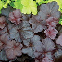 Heuchera 