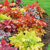 Heuchera 