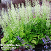 Heuchera 