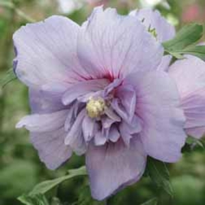 Hibiscus Sugared Almond - 2 bareoot plants