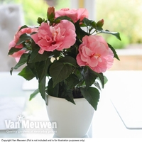 Hibiscus rosa-sinensis 