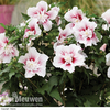 Hibiscus 