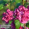 Hibiscus syriacus 