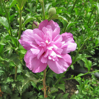 Hibiscus syriacus 
