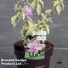 Hibiscus syriacus Summer 