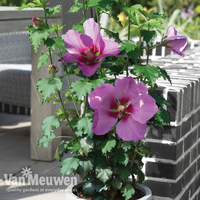 Hibiscus ?Walberton's® Rose Moon?