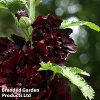 Hollyhock 