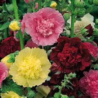 Hollyhock 