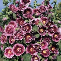 Hollyhock 
