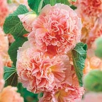 Hollyhock 