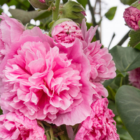 Hollyhock rosea 