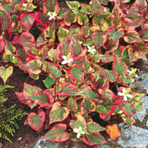 Houttuynia cordata 
