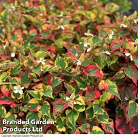 Houttuynia cordata 