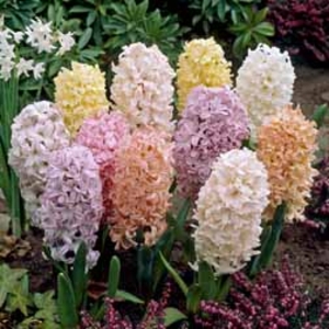 Hyacinth Pastel Blend - 24 bulbs