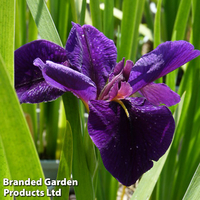 Iris 