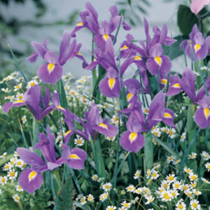 Iris 