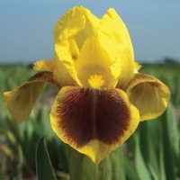 Iris 