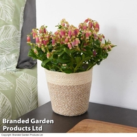 Kalanchoe 