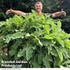 Kale 