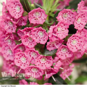 Kalmia angustifolia Rubra (Mountain Laurel) - 1 kalmia plant in 15cm pot