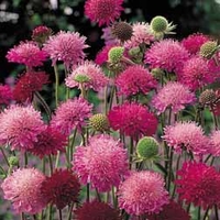 Knautia macedonica 