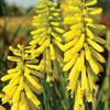 Kniphofia Lemon Popsicle - 3 plug plants