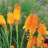Kniphofia Mango Popsicle - 3 plug plants