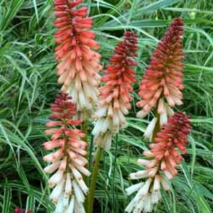 Kniphofia Orange Vanilla Popsicle - 3 plug plants