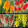 Kniphofia Popsicle Collection - 12 plug plants - 3 of each variety