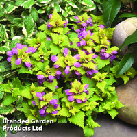 Lamium maculatum 