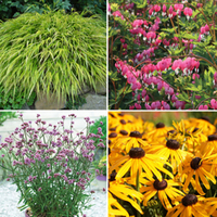 Large Plant Lucky Dip (1 litre) - 5 lucky dip plants in 1 litre pots