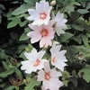 Lavatera 