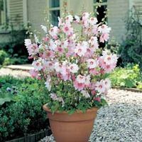 Lavatera 