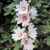 Lavatera 