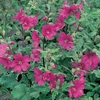 Lavatera 