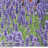 Lavender 