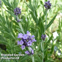 Lavender 