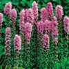 Liatris spicata - 4 bare root liatris plants