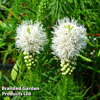 Liatris spicata 