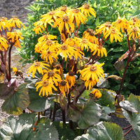 Ligularia dentata 