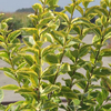 Ligustrum ovalifolium 