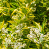 Ligustrum ovalifolium 