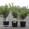 Ligustrum ovalifolium 