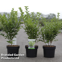 Ligustrum ovalifolium 