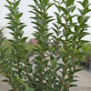 Ligustrum ovalifolium
