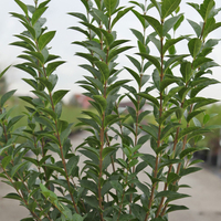 Ligustrum ovalifolium
