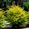 Ligustrum sinense 